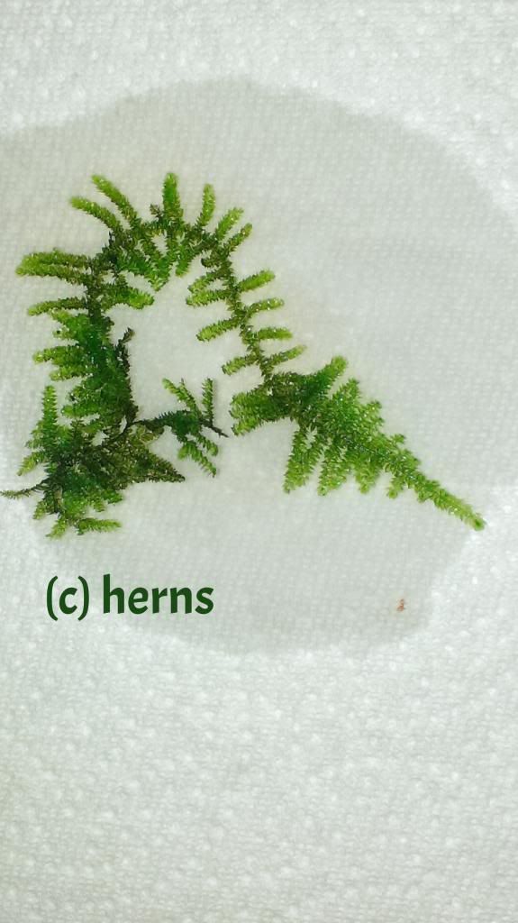 Mini Christmas moss vs Christmas moss The Planted Tank Forum